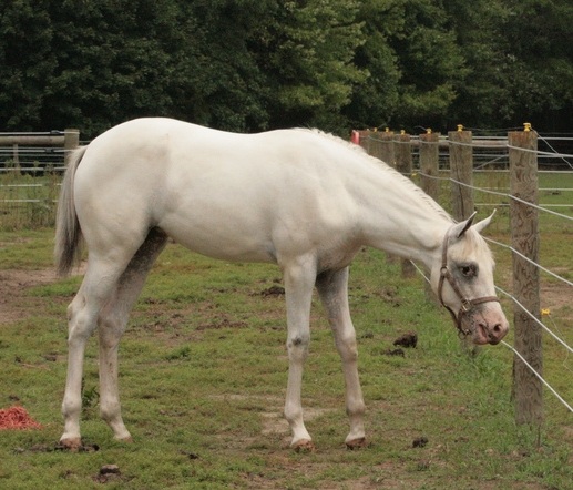File:Appaloosa stallion.JPG - Wikipedia